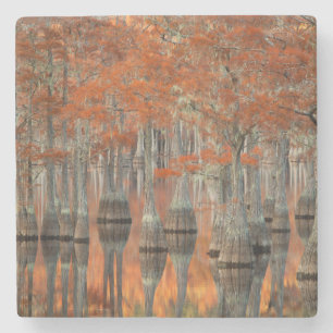 Cypress-träd George Smith State Park, Georgia Underlägg Sten