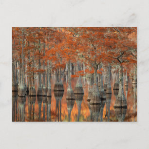 Cypress-träd George Smith State Park, Georgia Vykort
