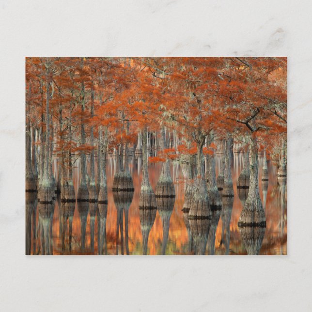 Cypress Träd | George Smith State Park, Georgia Vykort (Framsida)