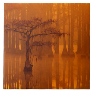 Cypress Träd George Smith State Park Kakelplatta