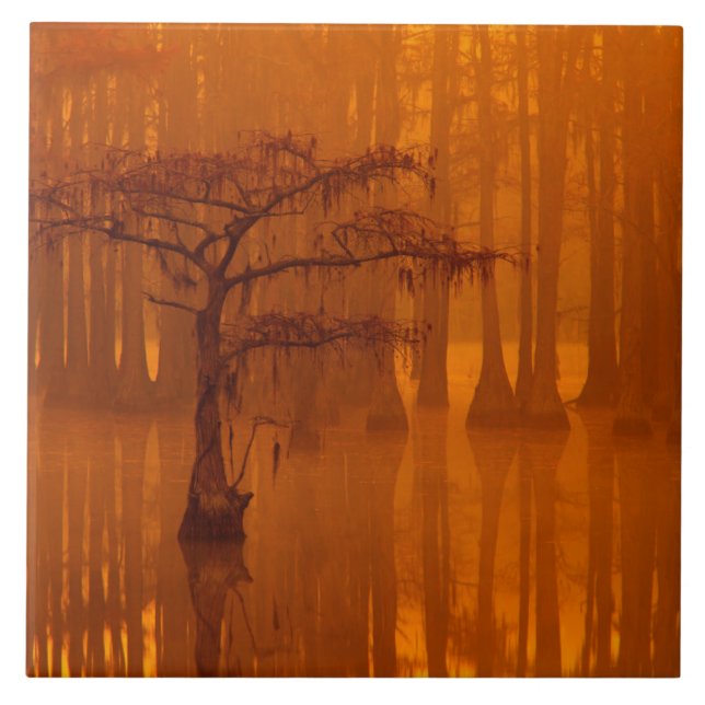 Cypress Träd | George Smith State Park Kakelplatta (Framsidan)