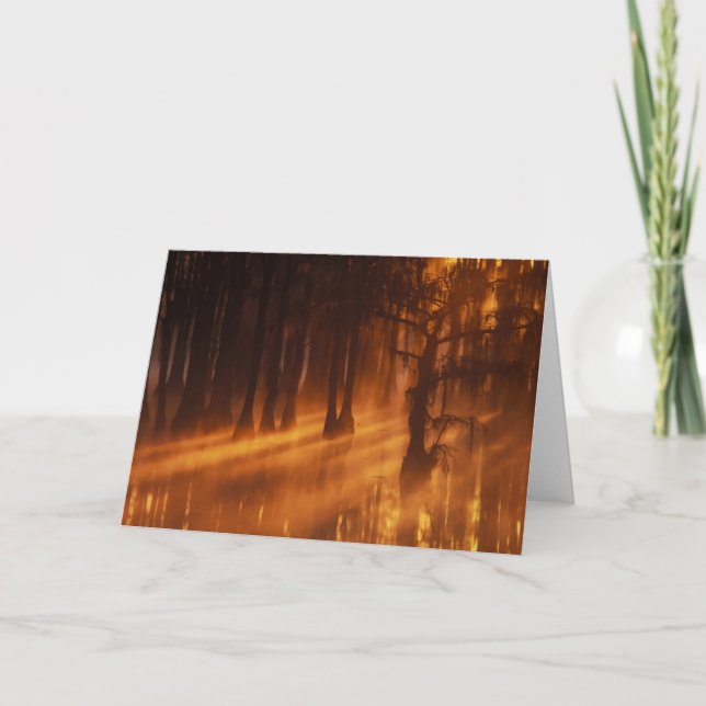 Cypress Träd | George Smith State Park Kort (Framsida)