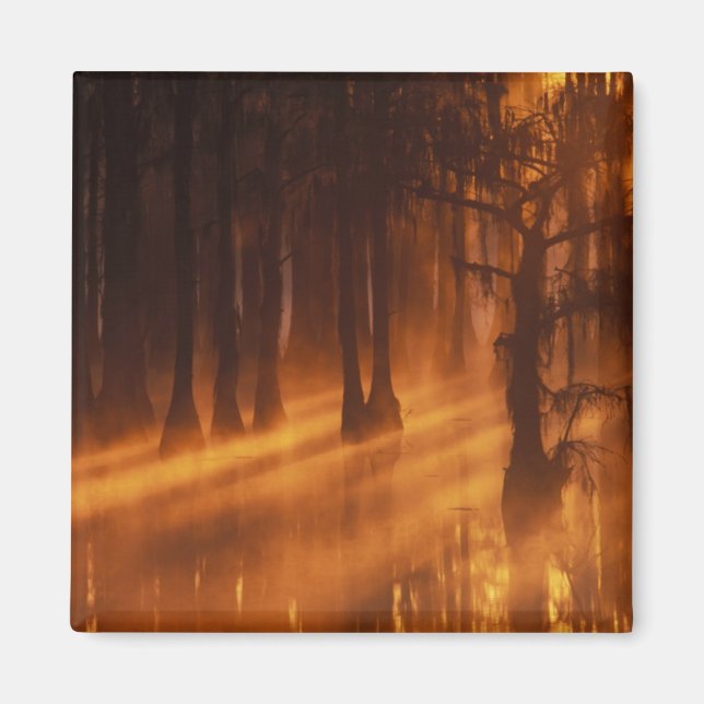 Cypress Träd | George Smith State Park Magnet (Framsidan)