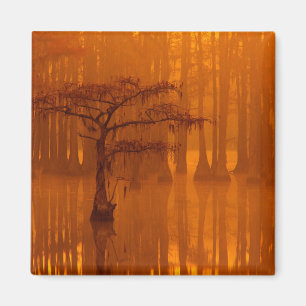 Cypress Träd George Smith State Park Magnet