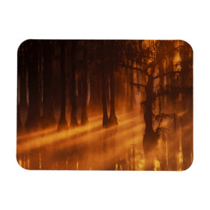Cypress-träd   George Smith State Park Magnet