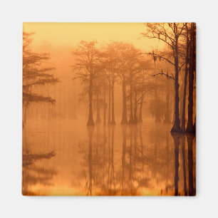 Cypress-träd George Smith State Park Magnet