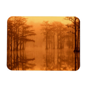 Cypress Träd George Smith State Park Magnet