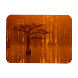 Cypress Träd George Smith State Park Magnet