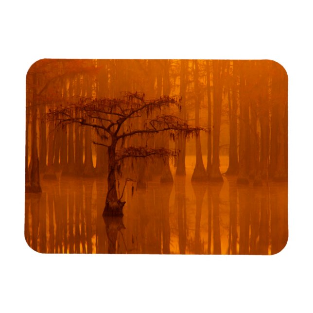 Cypress Träd | George Smith State Park Magnet (Horisontell)