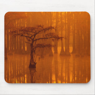 Cypress-träd George Smith State Park Musmatta