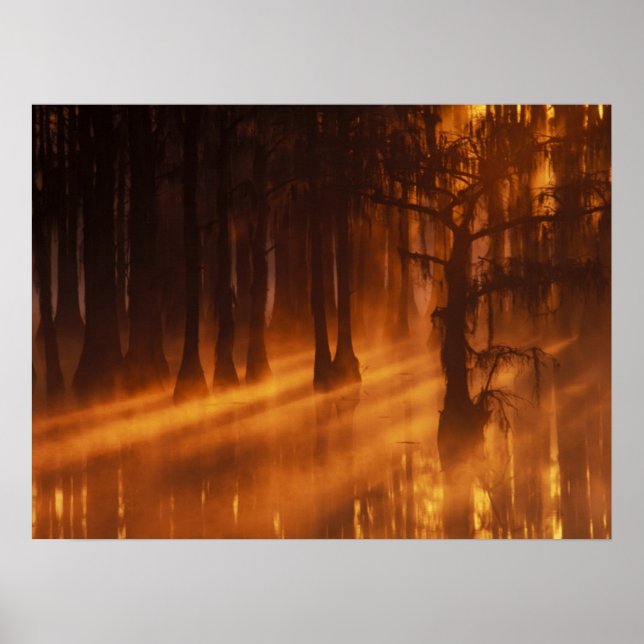 Cypress Träd | George Smith State Park Poster (Framsidan)