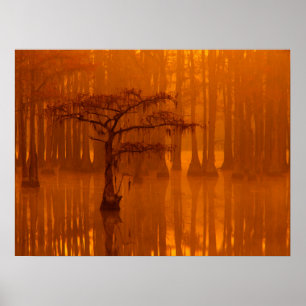 Cypress Träd   George Smith State Park Poster