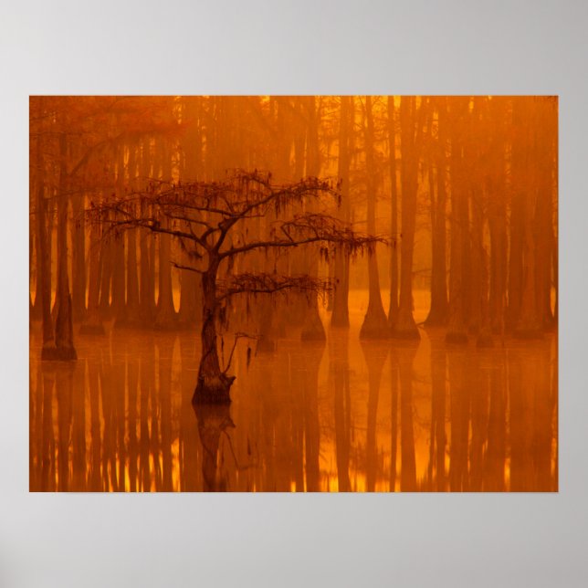 Cypress Träd | George Smith State Park Poster (Framsidan)