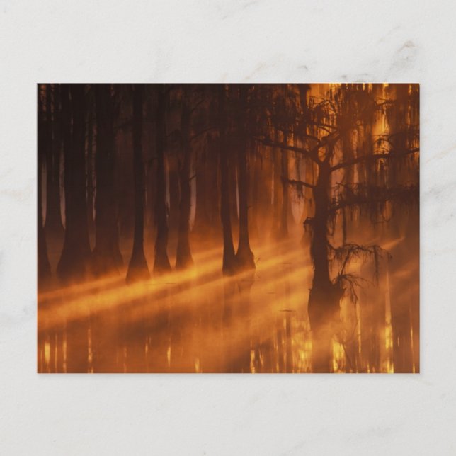 Cypress-träd | George Smith State Park Vykort (Framsida)