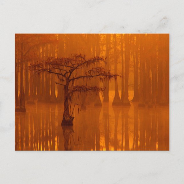 Cypress Träd | George Smith State Park Vykort (Framsida)