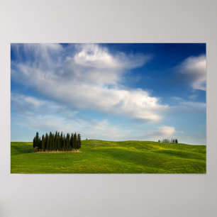 Cypress träd i den Tuscany affischen Poster