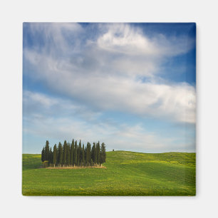 Cypress träd i den Tuscany magneten Magnet