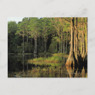 Cypress-träd i Lake Bradford-regionen , Vykort