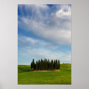 Cypress träd i lodrät Toskana poster