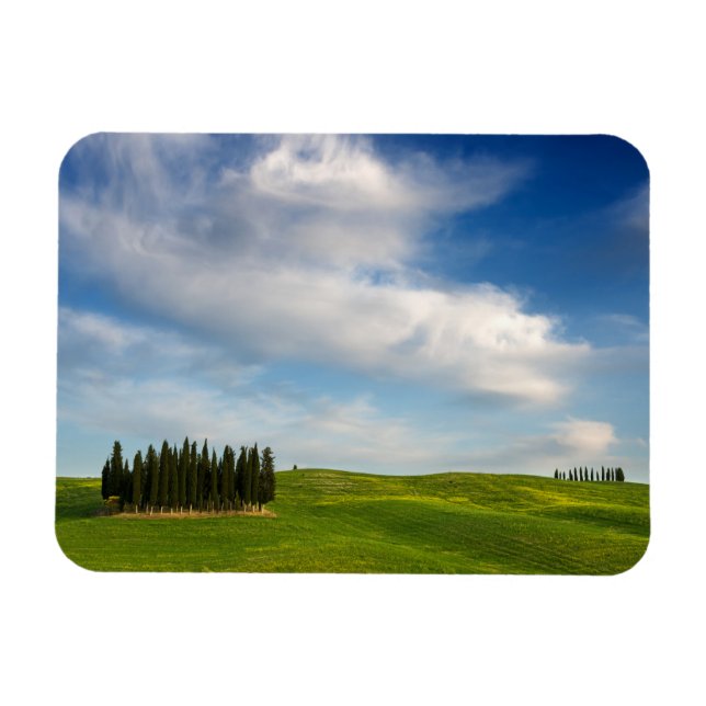 Cypress träd i Toscana, rektangulärt magnet (Horisontell)