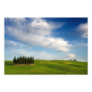 Cypress träd i Tuscany fototryck