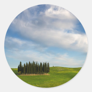 Cypress träd i Tuscany rundaklistermärke Runt Klistermärke