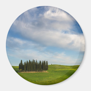 Cypress träd i Tuscany rundamagnet Magnet