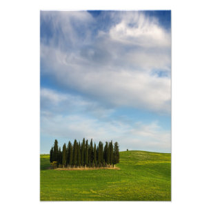 Cypress träd i Tuscany vertikalt fototryck