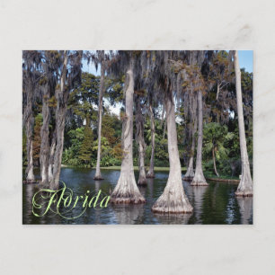Cypress träd i Winter Haven, Florida Vykort