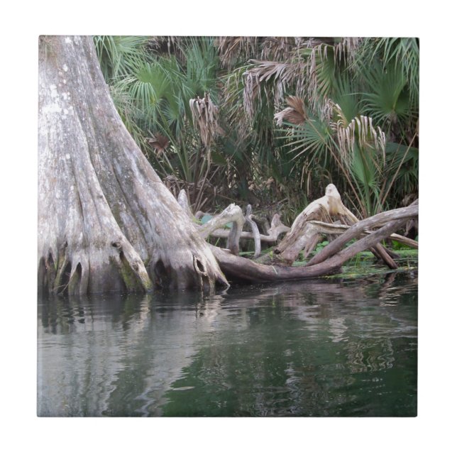 Cypress träd knän som reflekteras kakelplatta (Framsidan)