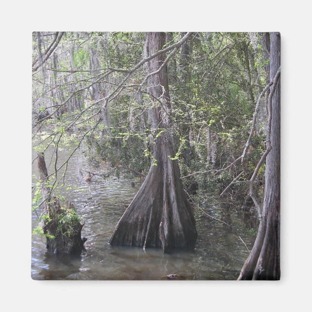 Cypress Träd Magnet (Framsidan)