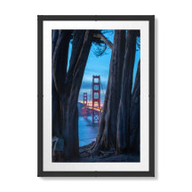 Cypress-träd med utsikt över Golden Gate-bron