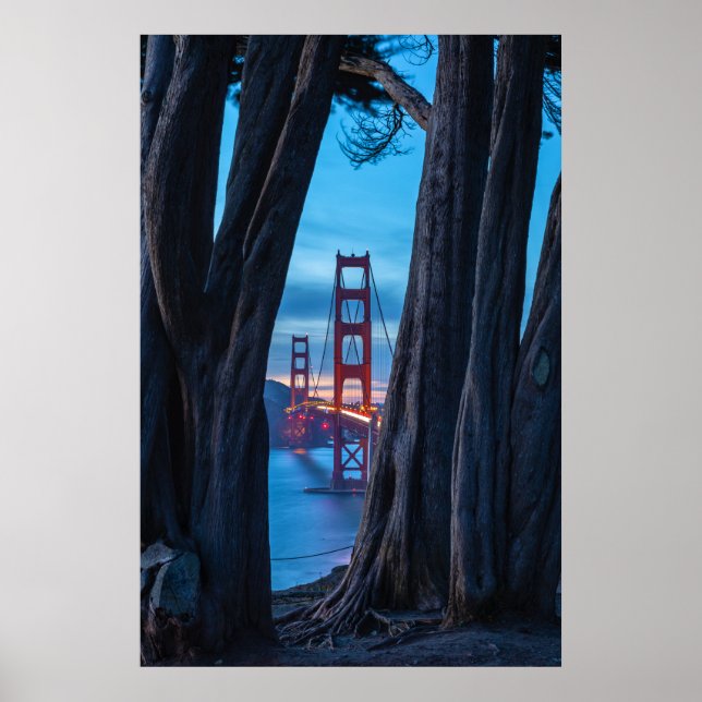 Cypress-träd med utsikt över Golden Gate-bron Poster (Framsidan)