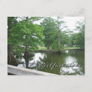 Cypress Träd vid Reelfoot Sjö Vykort