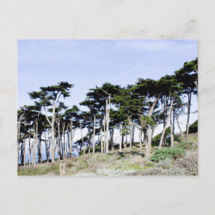 Cypress Träd vid Sutro Park, San Francisco Vykort