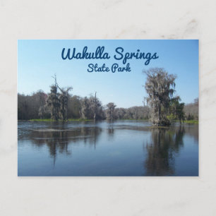 Cypress Träd vid Wakulla Vår State Park Vykort