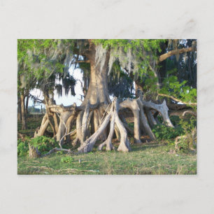 Cypress Träd Vykort