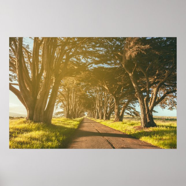 Cypress Tunnel Point Reyes National Seashore Poster (Framsidan)