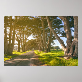 Cypress Tunnel Poster