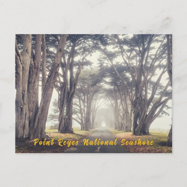 Cypress-tunneln i Fog Vykort (Framsida)