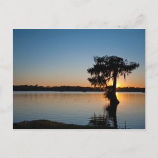 Cypress vid Sunset Vykort