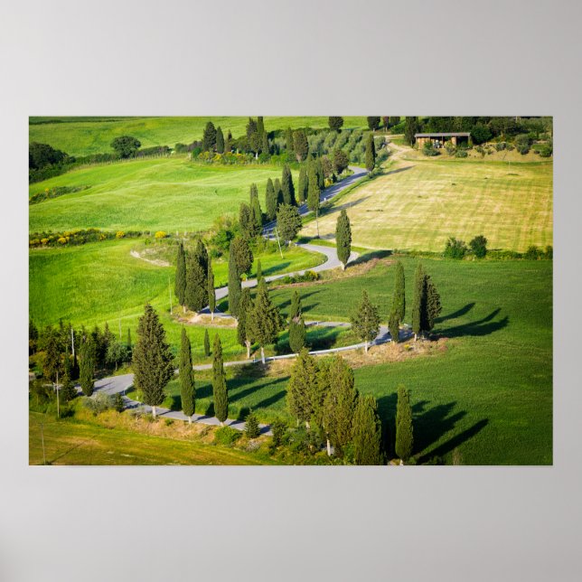 Cypressfoderad slingrande väg i Tuscany Poster (Framsidan)