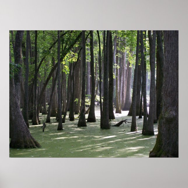 CypressSwampView Poster (Framsidan)