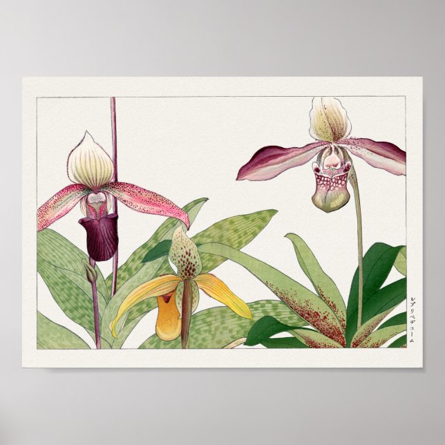 Cypripedium av Tanigami Konan Poster (Framsidan)