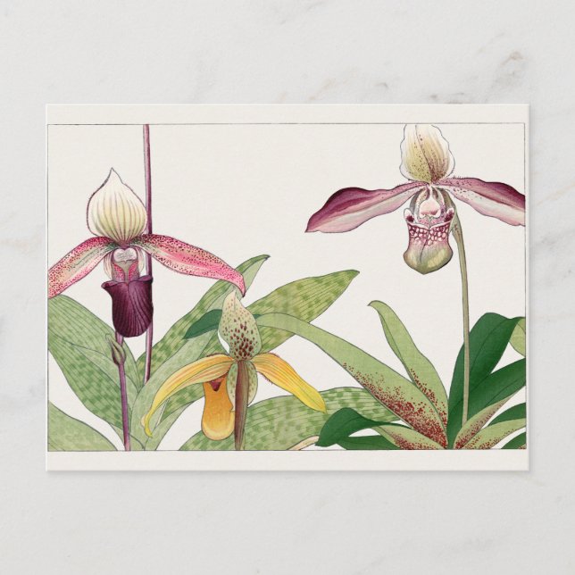 Cypripedium av Tanigami Konan Vykort (Framsida)