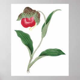 Cypripedium-blomma, gammal japansk konst poster