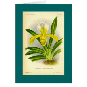 Cypripedium Insigne - dam häftklammermatareOrchid Hälsningskort