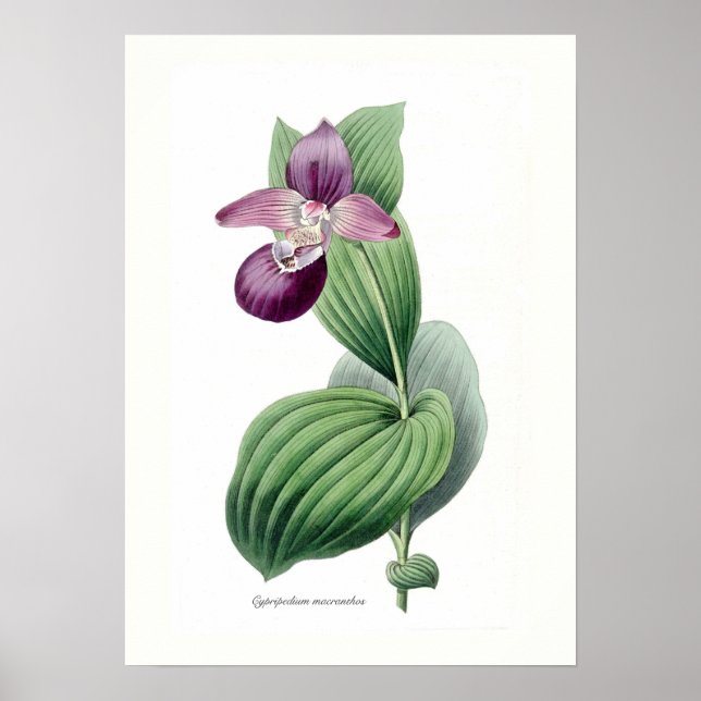 Cypripedium macranthos poster (Framsidan)