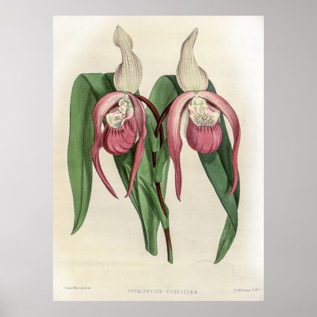 Cypripedium Schroderae Orchid Poster (Framsidan)