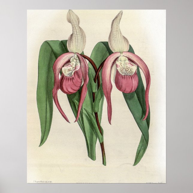 Cypripedium Schroderae Orchid Poster (Framsidan)